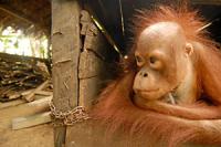 Orang-utan Baby