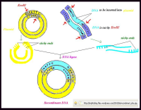 Recombined DNA