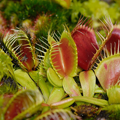 dionaea muscipula