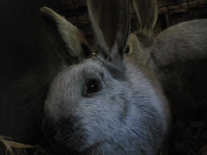 Animal Liberation Front: Tierbefreiung in Schweden! 3