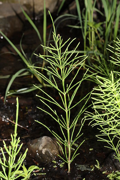 Equisetum arvense