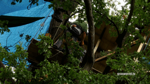 Hambacher Forst