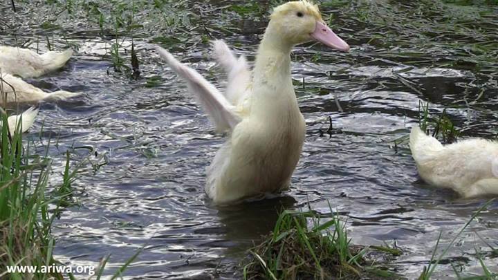 Tierbefreiung in Hessen 15