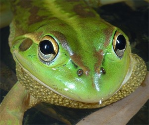 Southern bell frog