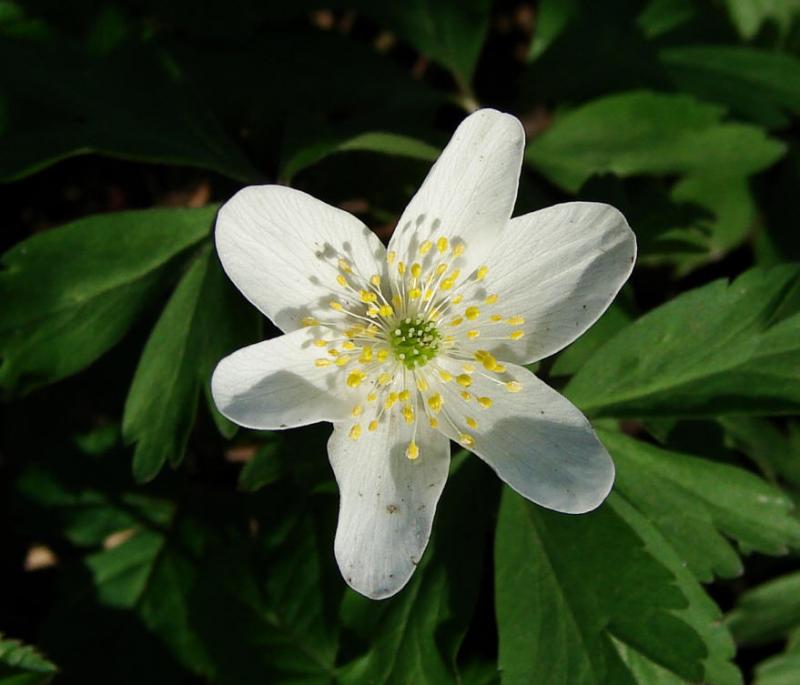 Anemone Nemorosa