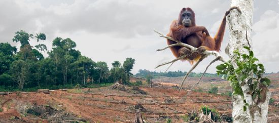 Orang Utan und gerodeter Regenwald