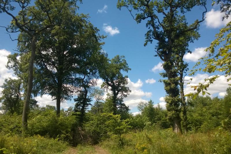 Lichtung im Bois Lejuc, Juli 2016