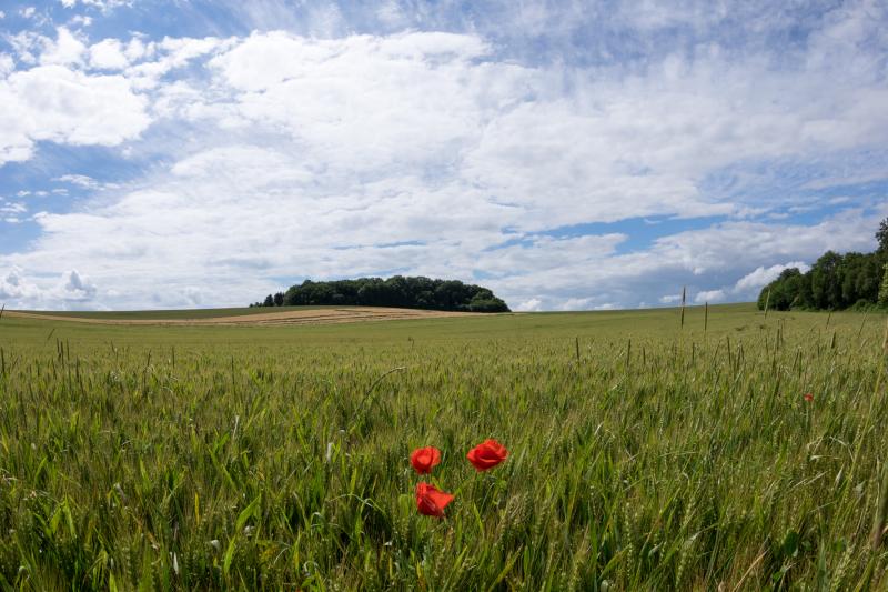 Dort wo zwischen Grabkreuzen Mohnblumen blüh'n