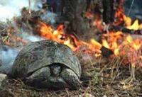 Waldbrand in der Türkei (01)