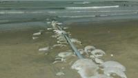 The pipeline polluting the sea