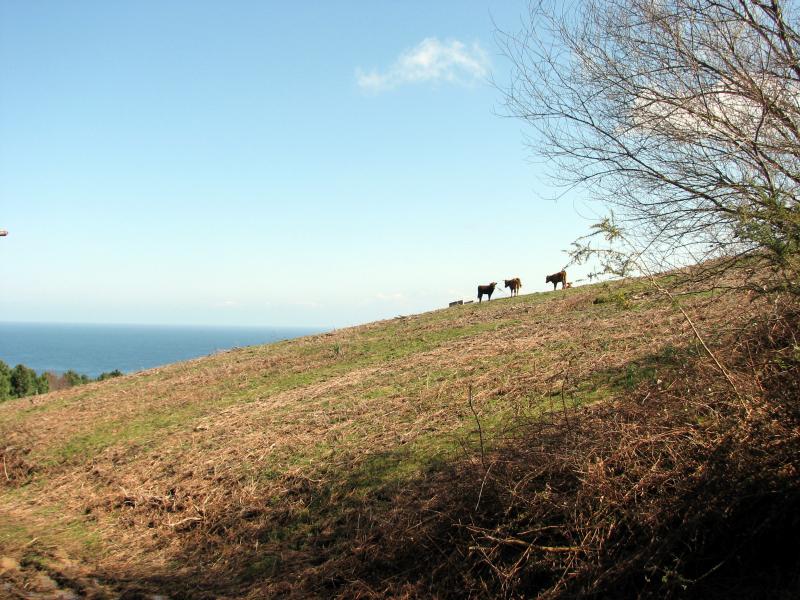 Ozean, Wald, Berge und Bullen