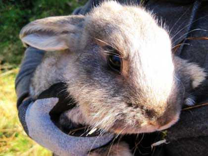 Animal Liberation Front: Tierbefreiung in Schweden! 2