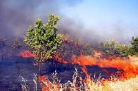 Waldbrand in der Türkei (02)