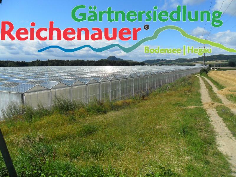 Gärtnersiedlung Reichenauer zwischen Hausen und Beuren an der Aach